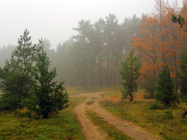дорога, лес, пейзаж, природа, туман