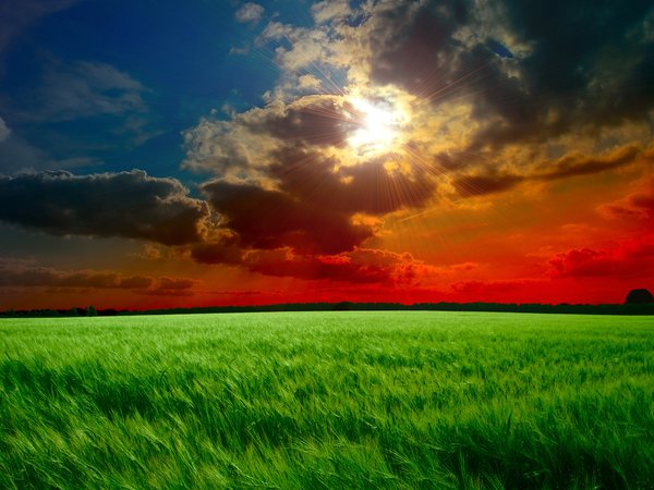 закат, зеленые, колосья, лучи, небо, облака, поле, солнце, трава, тучи