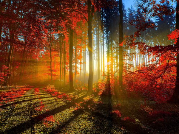 деревья, дорога, закат, лес, листья, лучи, осень, рассвет, свет, солнце