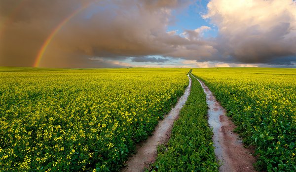 Обои на рабочий стол: Paul Bruins Photography, мокрая дорога, небо, облака, поле, радуга, рапс, цветы, Южная Африка