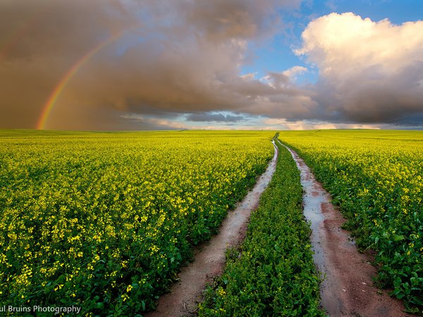 Paul Bruins Photography, мокрая дорога, небо, облака, поле, радуга, рапс, цветы, Южная Африка