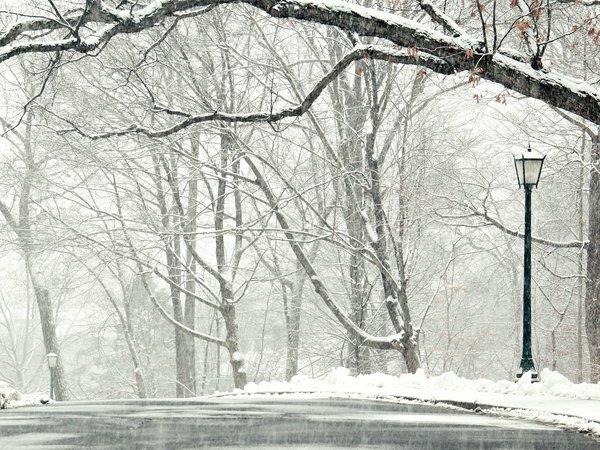 деревья, дорога, зима, пейзаж, снег