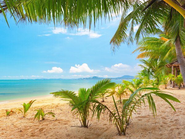 beautiful, clouds, Koh Samui, landscape, MaeNam Beach, nature, palm trees, sand, sea, sky, Thailand, tropical, tropical Beach, красиво, Маэнам, море, небо, облака, пальмы, пейзаж, песок, природа, Самуи, таиланд, тропический, тропический пляж