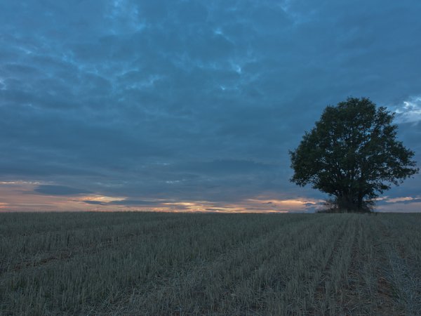 вечер, дерево, поле