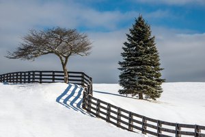 Обои на рабочий стол: дерево, елка, забор, зима, снег