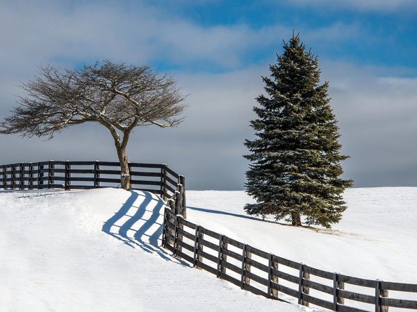 дерево, елка, забор, зима, снег