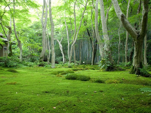 деревья, лес, поляна, япония