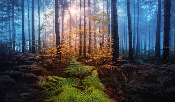 Обои на рабочий стол: Adnan Bubalo, деревья, лес, лучи, осень, папоротник, природа, свет, солнце, туман