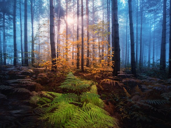 Adnan Bubalo, деревья, лес, лучи, осень, папоротник, природа, свет, солнце, туман
