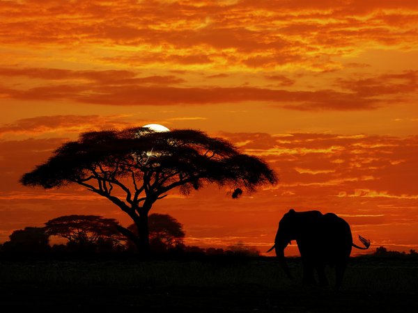африка, дерево, закат, небо, силуэт, слон