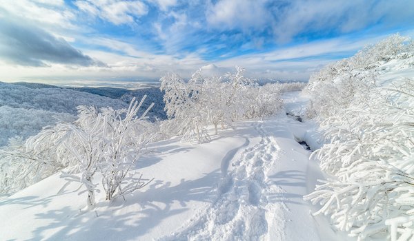 Обои на рабочий стол: Александр Еганов, Гора Быкова, деревья, зима, россия, Сахалин, следы, снег, сугробы