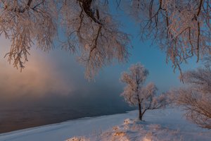 Обои на рабочий стол: Александр Макеев, деревья, зима, иней, мороз, россия, снег, утро, Хакасия