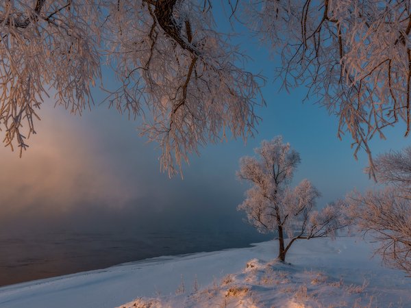 Александр Макеев, деревья, зима, иней, мороз, россия, снег, утро, Хакасия