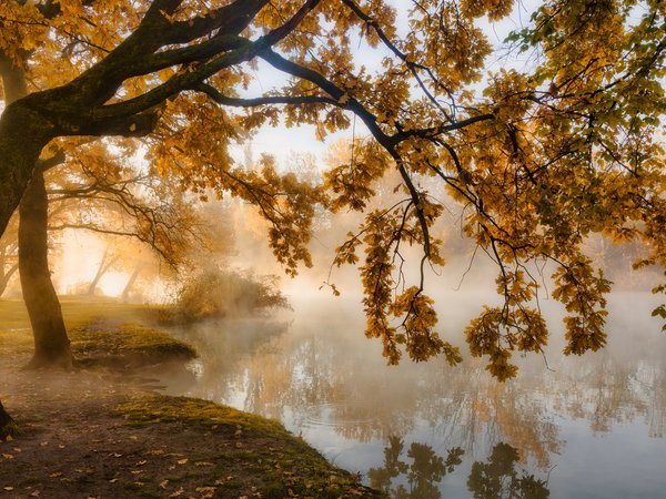 Александр Плеханов, водоем, деревья, Краснодар, осень, парк, пейзаж, природа, туман