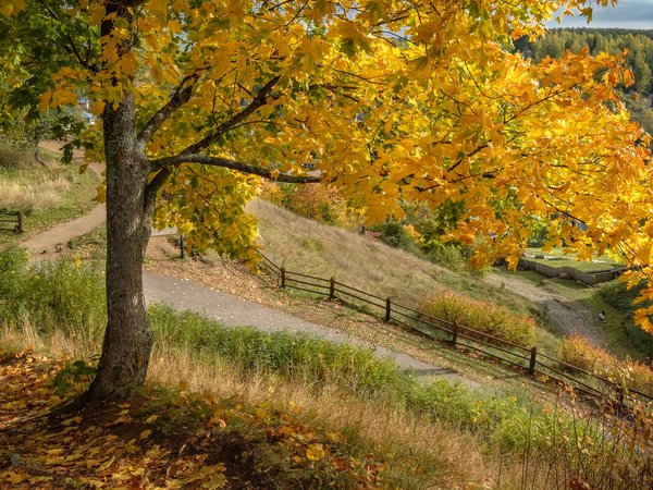 Андрей Чиж, дерево, дорожки, забор, клён, осень, Плёс, природа