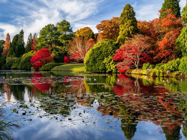 Sheffield Garden, англия, деревья, осень, парк, пейзаж, природа, пруд, Шеффилд