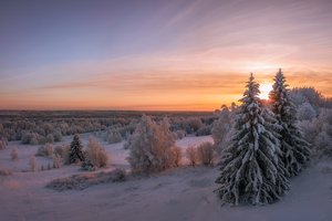 Обои на рабочий стол: Архангельская область, деревья, ели, закат, зима, леса, пейзаж, природа, снег