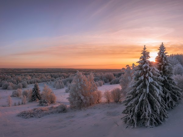Архангельская область, деревья, ели, закат, зима, леса, пейзаж, природа, снег