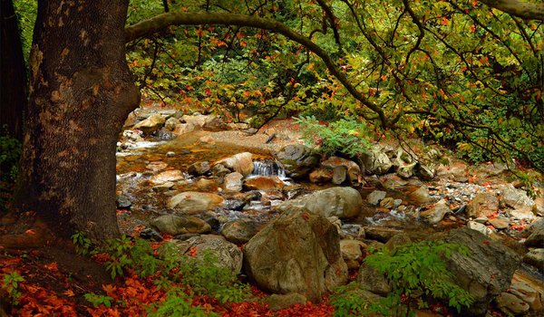 Обои на рабочий стол: autumn, colors, fall, leaves, tree, дерево, камни, листва, осень, ручей