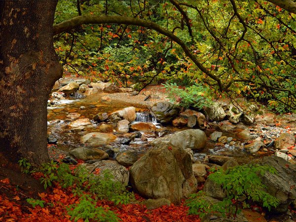 autumn, colors, fall, leaves, tree, дерево, камни, листва, осень, ручей