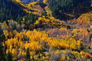 Обои на рабочий стол: autumn, colors, fall, forest, panorama, trees, деревья, лес, осень, панорама