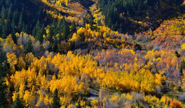 Обои на рабочий стол: autumn, colors, fall, forest, panorama, trees, деревья, лес, осень, панорама