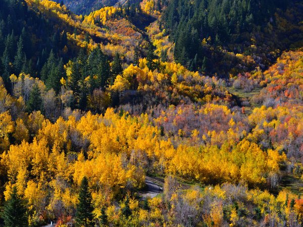 autumn, colors, fall, forest, panorama, trees, деревья, лес, осень, панорама
