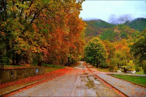 Обои на рабочий стол: autumn, colors, fall, road, trees, деревья, дорога, осень