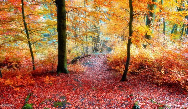 Обои на рабочий стол: autumn, forest, park, road, tree