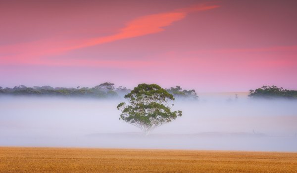 Обои на рабочий стол: австралия, дерево, поле, рассвет, туман, утро