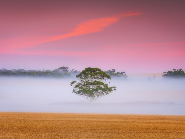 австралия, дерево, поле, рассвет, туман, утро
