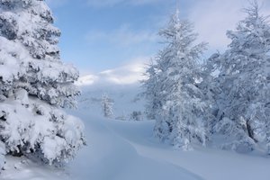 Обои на рабочий стол: Alberta, Banff National Park, canada, Альберта, деревья, зима, канада, Национальный парк Банф, снег, сугробы