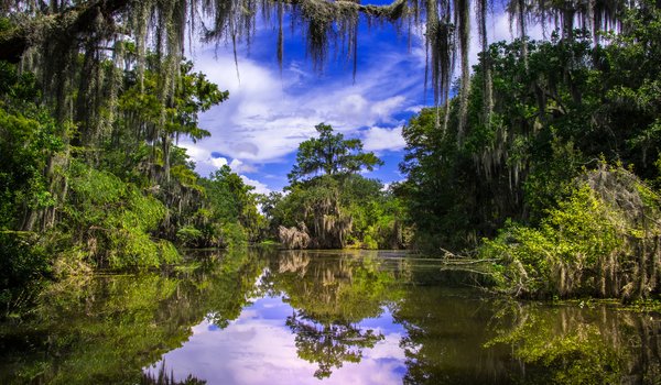Обои на рабочий стол: Barataria, Louisiana, Баратария, деревья, Луизиана, отражение, река