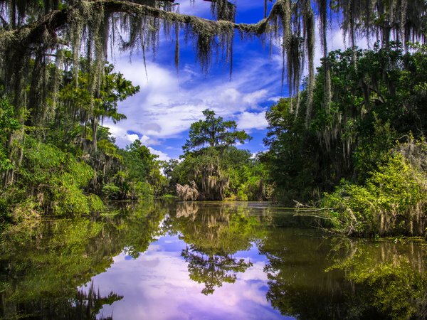 Barataria, Louisiana, Баратария, деревья, Луизиана, отражение, река