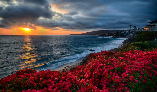 Обои на рабочий стол: Bassam Bandak, закат, калифорния, океан, пейзаж, побережье, природа, тучи, цветы