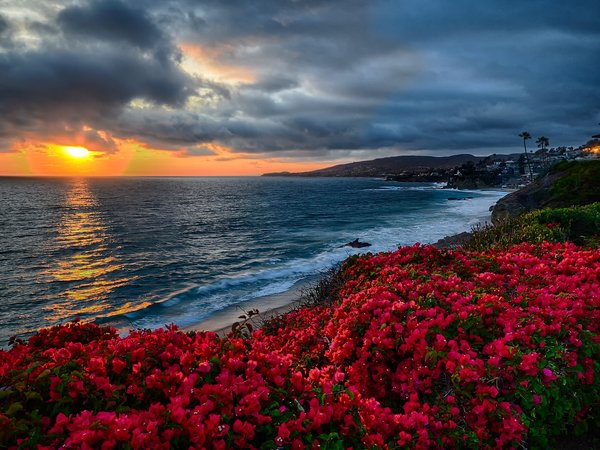 Bassam Bandak, закат, калифорния, океан, пейзаж, побережье, природа, тучи, цветы