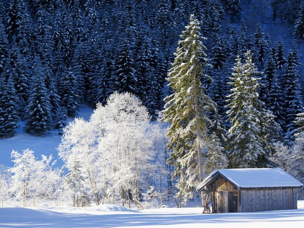 bavaria, germany, бавария, германия, деревья, зима, лес, сарай, снег