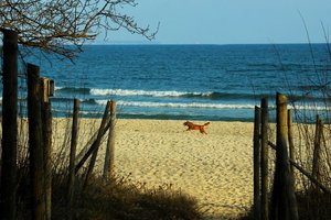 Обои на рабочий стол: beach, dog, sea