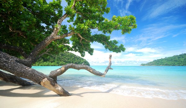 Обои на рабочий стол: beach, beautiful, palms, paradise, sand, sea, seascape, summer, tropical, берег, волны, деревья, лето, море, небо, песок, пляж