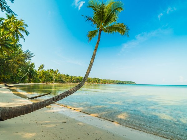 beach, beautiful, palms, paradise, sand, sea, seascape, summer, tropical, берег, волны, лето, море, пальмы, песок, пляж