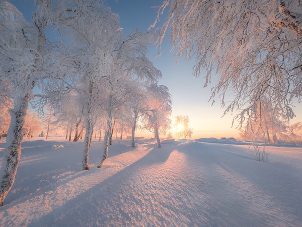 Белая гора, деревья, зима, Пермский край, рассвет, россия, снег, утро