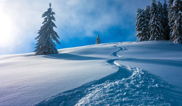 Обои на рабочий стол: Austria, Berchtesgaden Alps, Salzburgerland, австрия, Берхтесгаденские Альпы, деревья, ели, Зальцбургерланд, зима, снег, сугробы