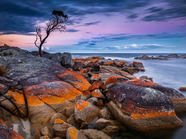 Binalong Bay, Tasmania, австралия, горизонт, дерево, камни, море, небо, побережье