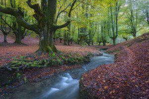 Обои на рабочий стол: Basque Country, Biscay, spain, Бискайя, деревья, испания, лес, опавшие листья, осень, речка, ручей, Страна Басков