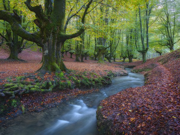 Basque Country, Biscay, spain, Бискайя, деревья, испания, лес, опавшие листья, осень, речка, ручей, Страна Басков