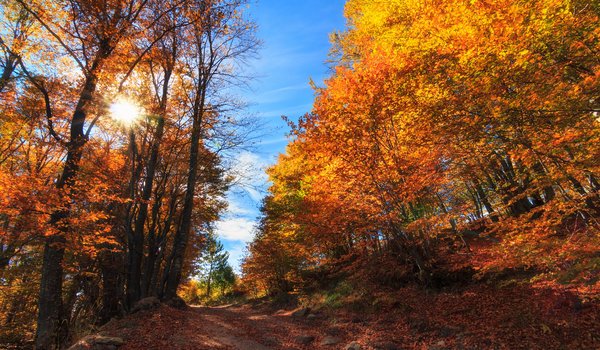 Обои на рабочий стол: Borovo, Bulgaria, Plovdiv, Болгария, Борово, деревья, лес, осень