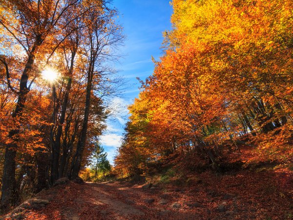 Borovo, Bulgaria, Plovdiv, Болгария, Борово, деревья, лес, осень