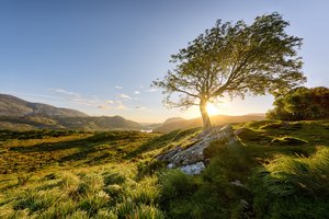Обои на рабочий стол: Killarney National Park, дерево, ирландия, солнце, утро