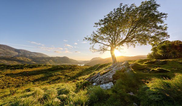Обои на рабочий стол: Killarney National Park, дерево, ирландия, солнце, утро