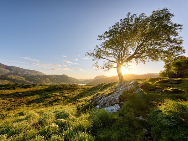 Killarney National Park, дерево, ирландия, солнце, утро